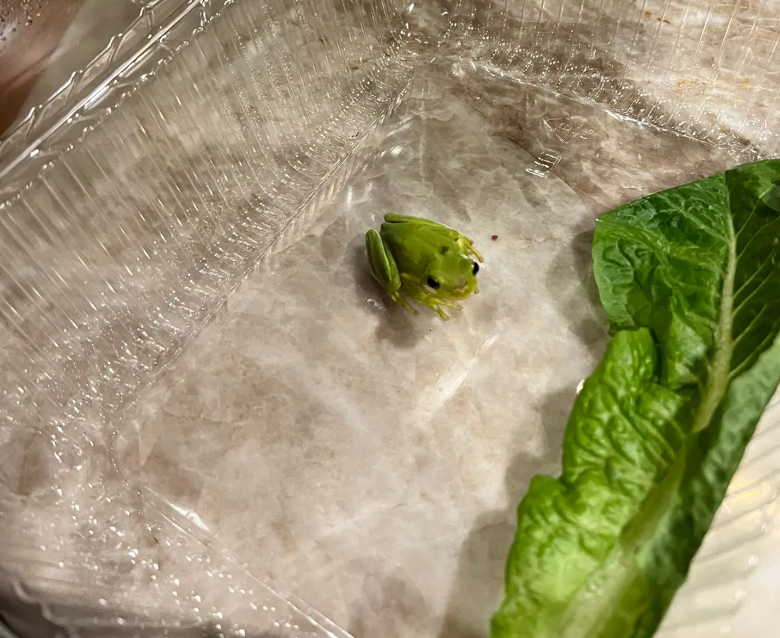 Tony, la grenouille découverte dans une barquette de salade